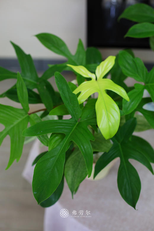 幽灵飞机草 商品图2