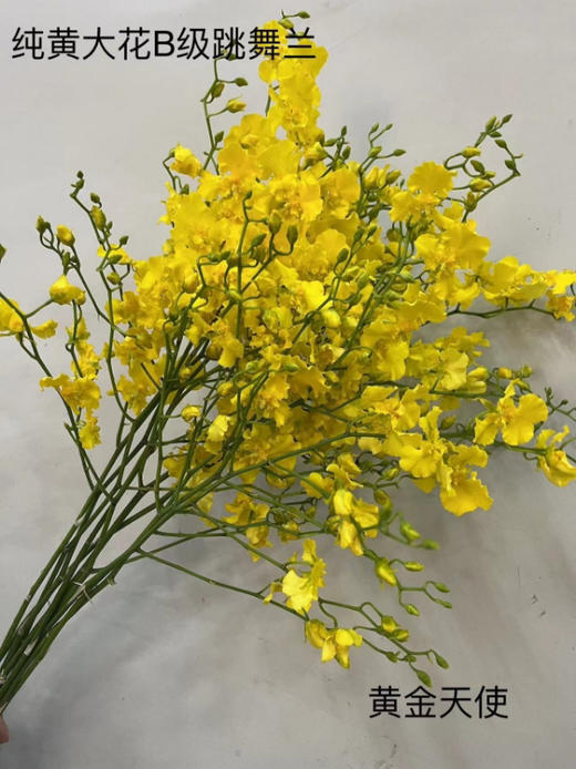 文心兰（纯黄跳舞兰）10枝/扎  多规格 商品图12