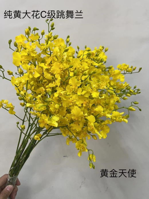 文心兰（纯黄跳舞兰）10枝/扎  多规格 商品图11