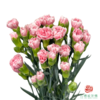 多头康乃馨粉樱桃 10枝一扎 商品缩略图1