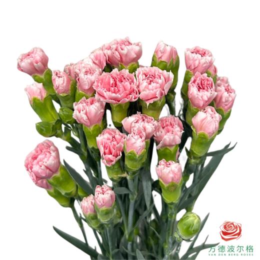 多头康乃馨粉樱桃 10枝一扎 商品图1