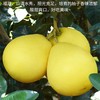 【快递】福建平和琯溪 三红蜜柚 5斤礼盒装 商品缩略图3