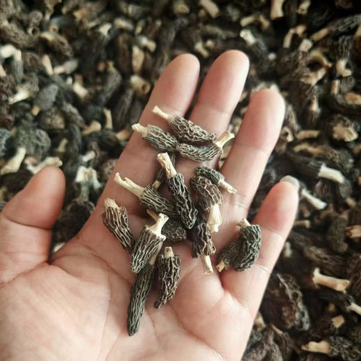 【云南野生羊肚菌】纯野生不掺假 
野生羊肚菌肉厚菌香 新货 包邮 商品图8