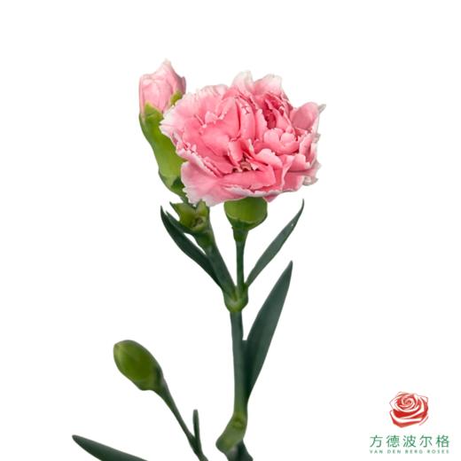 多头康乃馨粉樱桃 10枝一扎 商品图0