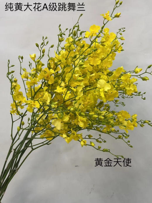 文心兰（纯黄跳舞兰）10枝/扎  多规格 商品图13