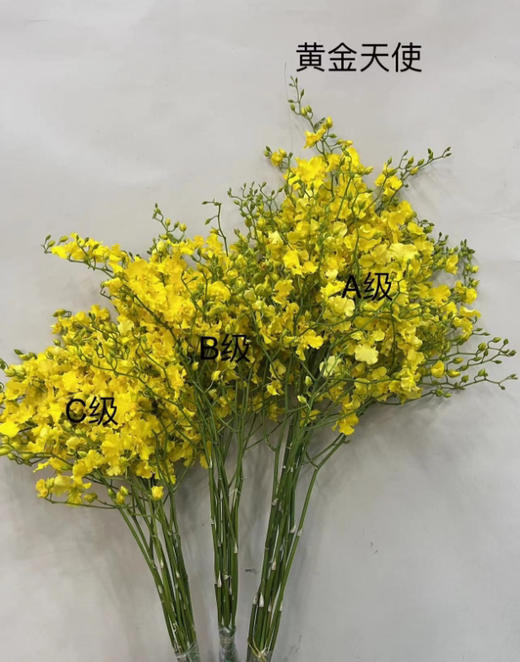 文心兰（纯黄跳舞兰）10枝/扎  多规格 商品图14