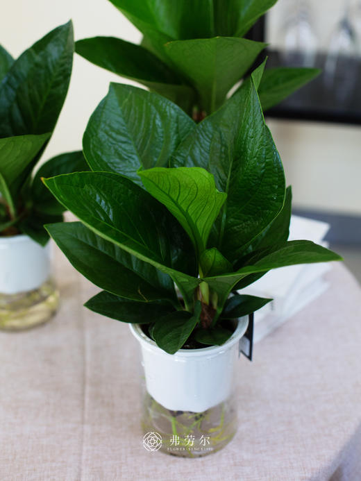 聚宝盆 商品图1