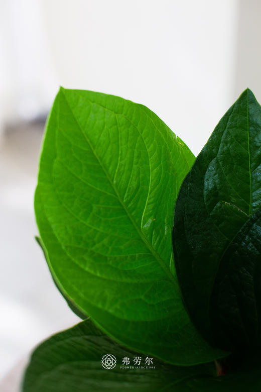 聚宝盆 商品图2