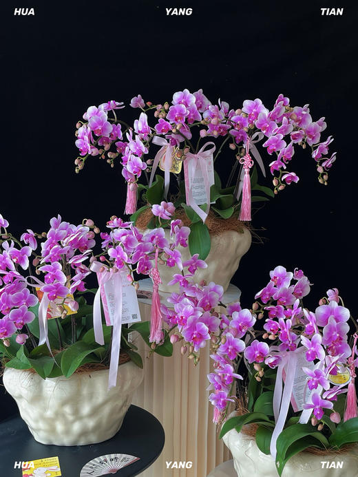 吉祥如意·蝴蝶兰盆栽 商品图0