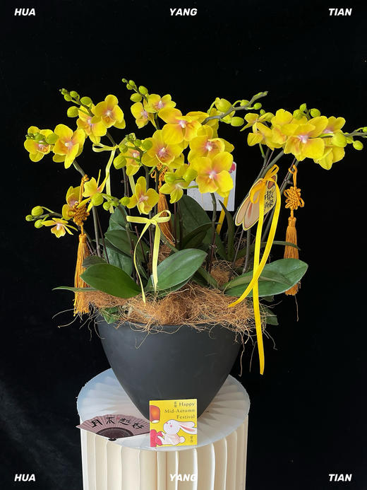 云间蝶·蝴蝶兰盆栽 商品图2