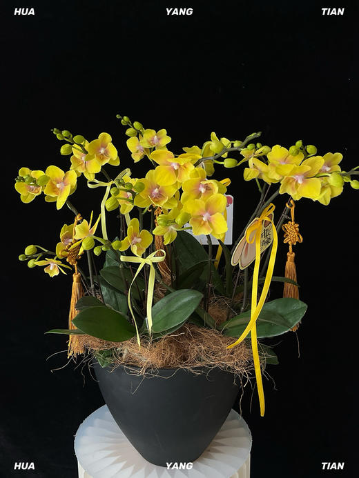 云间蝶·蝴蝶兰盆栽 商品图0