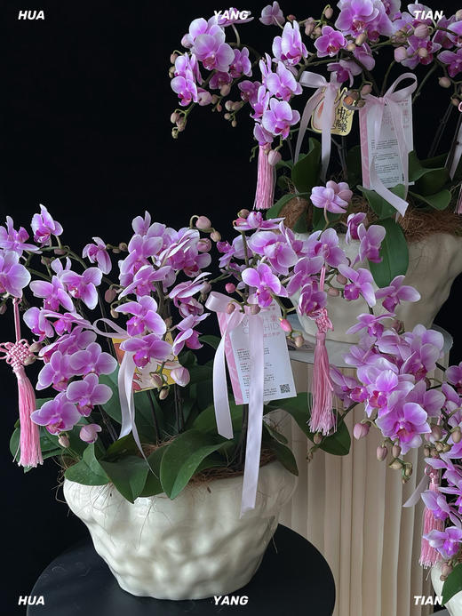 吉祥如意·蝴蝶兰盆栽 商品图1