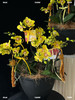 云间蝶·蝴蝶兰盆栽 商品缩略图1