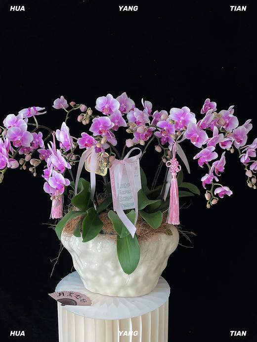 吉祥如意·蝴蝶兰盆栽 商品图3