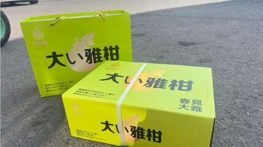 大雅柑一箱 商品图0