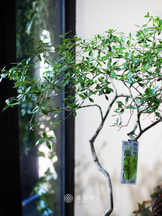 海岛栀子花 商品图2