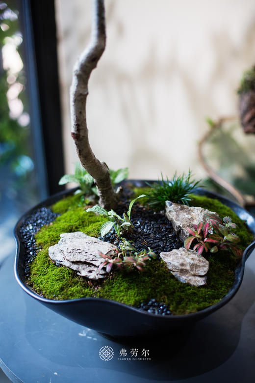 海岛栀子花 商品图1