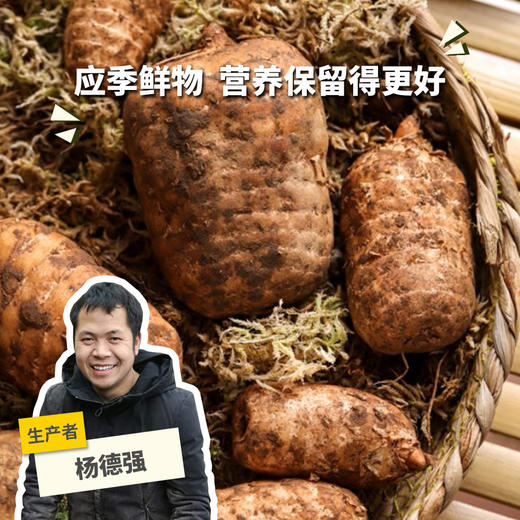 生态鲜天麻| 合作生产* Eco-fresh Tall Gastrodia Tuber 商品图0