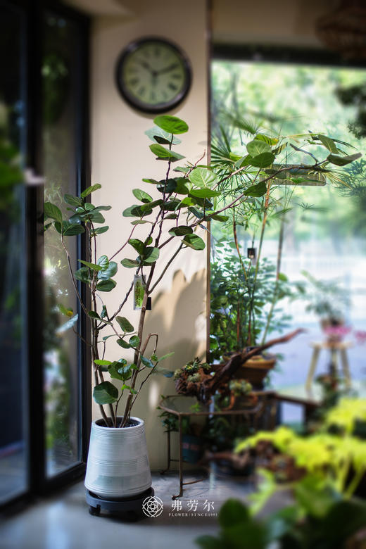 白盆海葡萄 商品图0