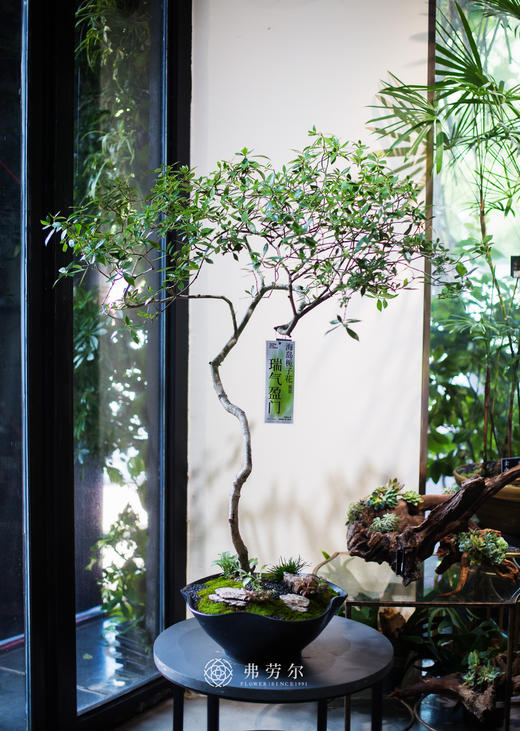 海岛栀子花 商品图0