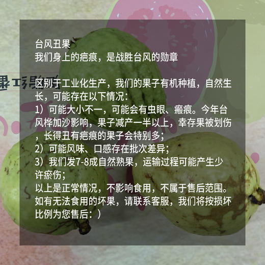 有机胭脂红番石榴（台风丑果，预售，预计一周内发出） | 绿家自产 * Carmine guava | Self-production 商品图1