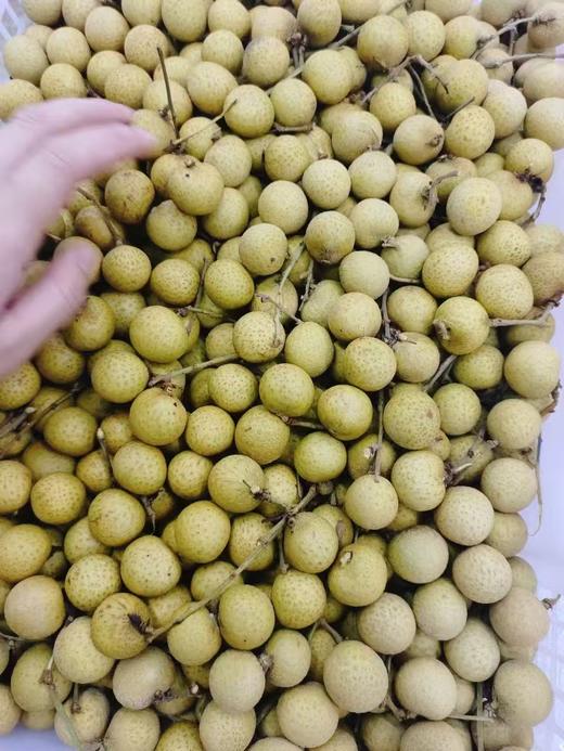 桂圆2斤 商品图0