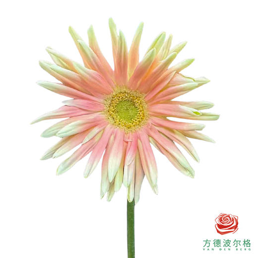 非洲菊-康定 10枝1扎 商品图0
