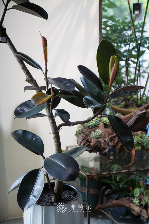 黑金刚（大） 商品图2