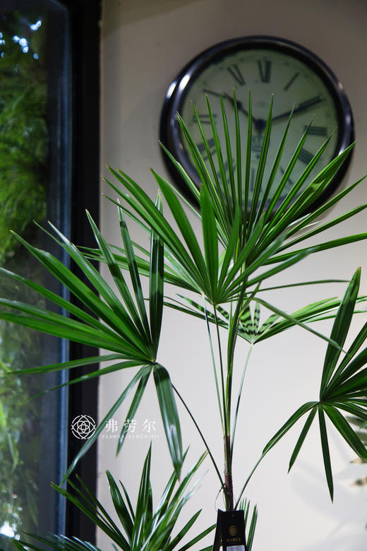 细叶棕 商品图2