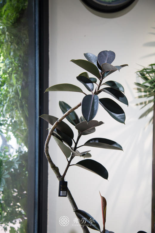 黑金刚（大） 商品图1