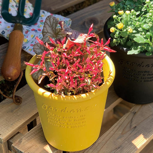 日本进口Hachiman Gardens花盆+托盘 120×120mm 黄色 商品图3