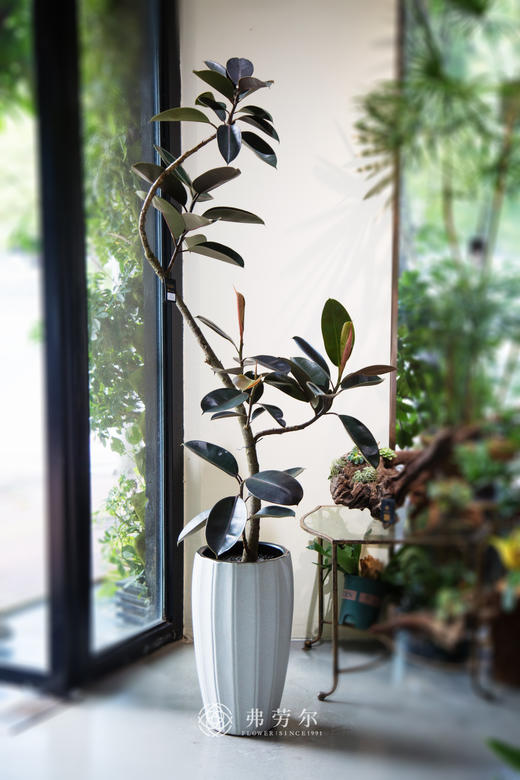 黑金刚（大） 商品图0