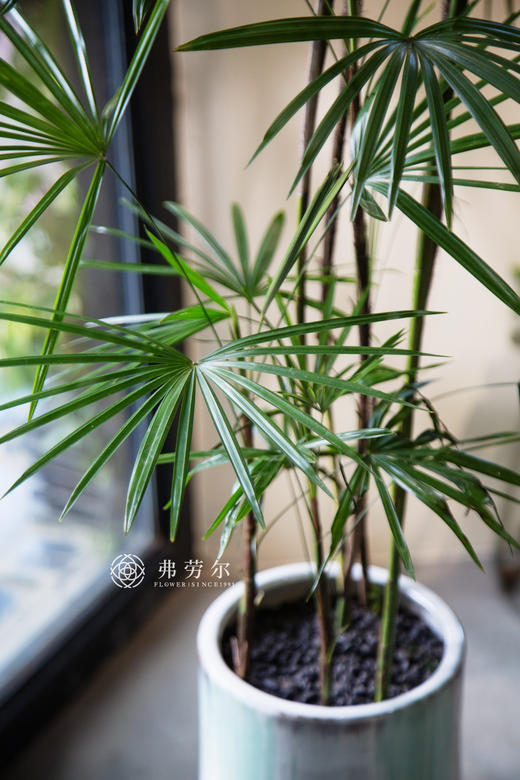 细叶棕 商品图1