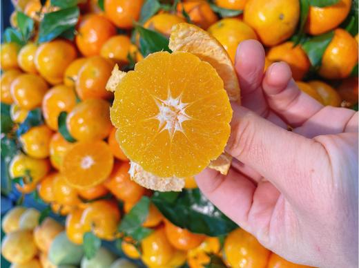 大众沙糖桔3斤 商品图2