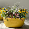 日本进口Hachiman Gardens花盆+托盘 椭圆形 398x240x182mm 黄色 商品缩略图1