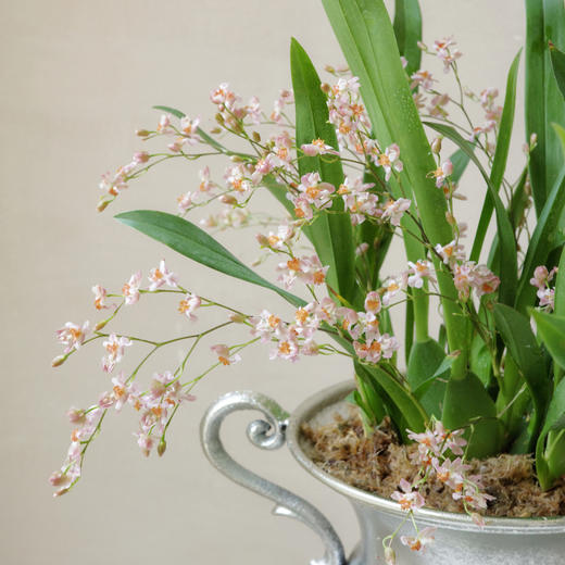 抵达繁星 Arriving at the stars 商品图1