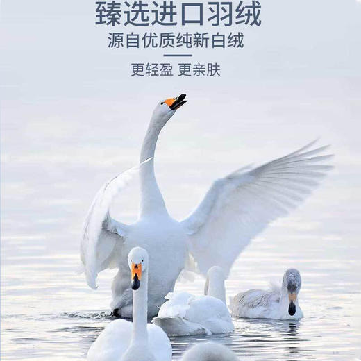 皇家丽美女士保暖套装BMTT002 商品图4