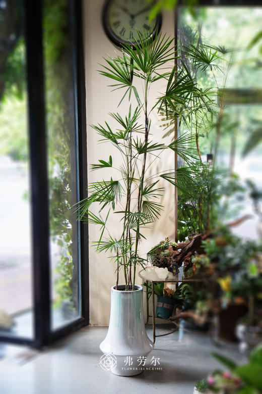 细叶棕 商品图0