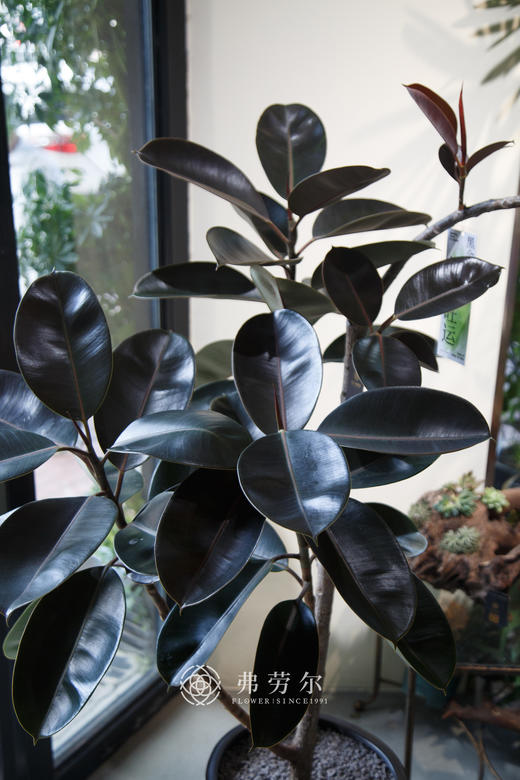 黑金刚 商品图2