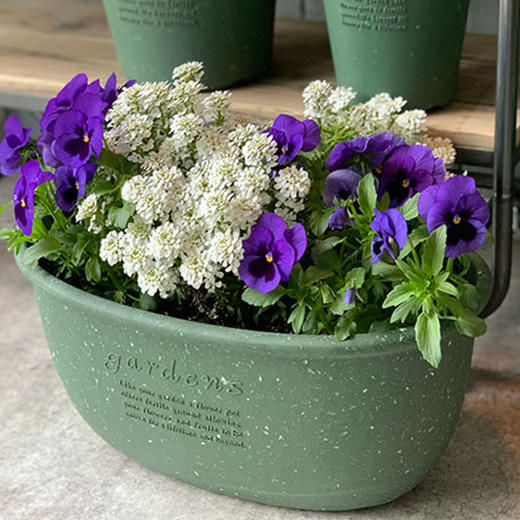 日本进口Hachiman Gardens花盆+托盘 椭圆形 398x240x182mm 黄色 商品图2