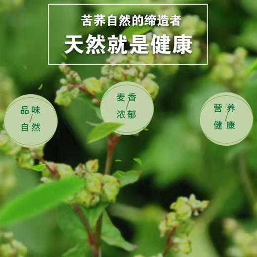 云南昭通高寒山区养生苦荞茶260g 商品图2