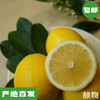 有机富硒柠檬 2斤/4斤/5斤｜重庆江津【Y】 商品缩略图0