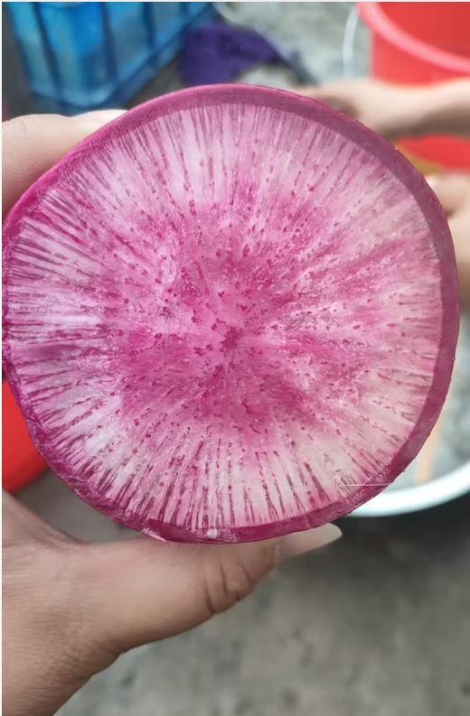 冰淇淋水果萝卜5斤 商品图1