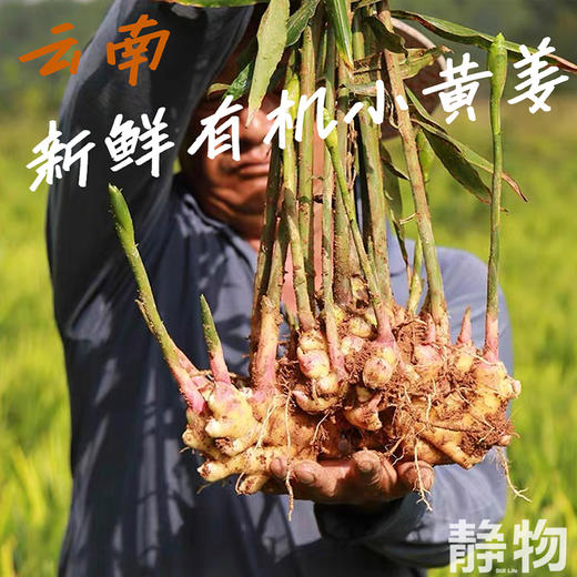 有机小黄姜 1斤/2斤/3斤/5斤｜云南文山【Y】 商品图1