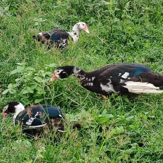 生态番鸭 | 合作生产* Ecological Muscovy duck | Partner Production 商品图3