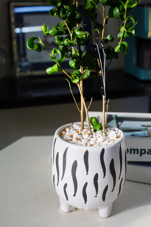 卷福小盆栽 商品图2