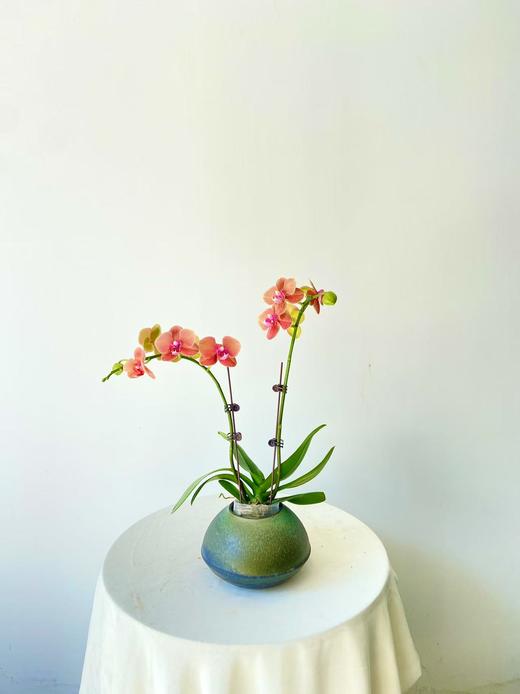 蝴蝶兰/ZWT198 商品图0