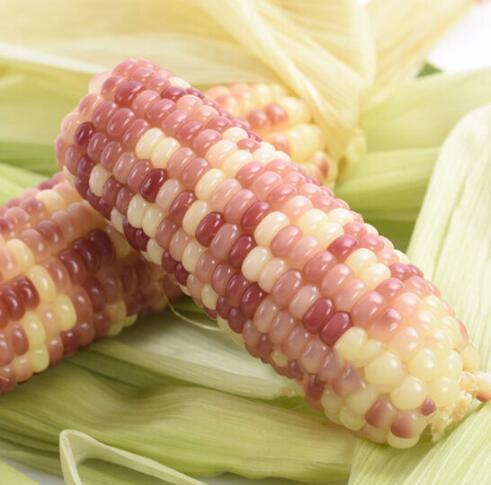 云南西双版纳糯玉米A级 1.5kg 商品图3