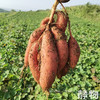 有机烟薯25号红薯｜山东烟台 商品缩略图4