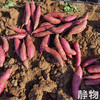 有机烟薯25号红薯｜山东烟台 商品缩略图2